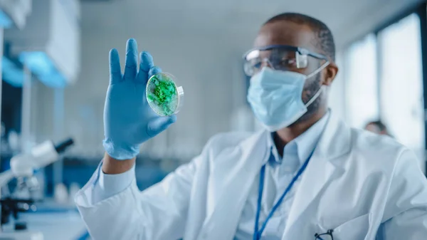 Black Male Scientist Wearing Face Mask and Glasses Looking at Petri Dish with Genetically Modified Sample Chemicals. Microbiologist Working in Modern Laboratory with Technological Equipment.