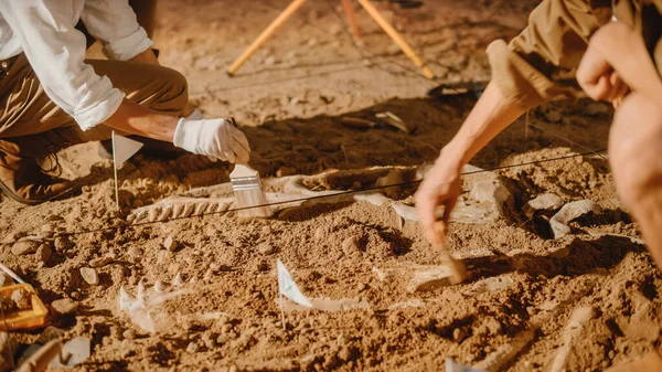 Site Fouille Archéologique Deux Grands Paléontologues Nettoyant Des Dinosaures Nouvellement — Photo