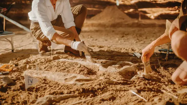 Sítio Escavação Arqueológica Dois Grandes Paleontólogos Limpeza Recém Descoberto Dinossauro — Fotografia de Stock
