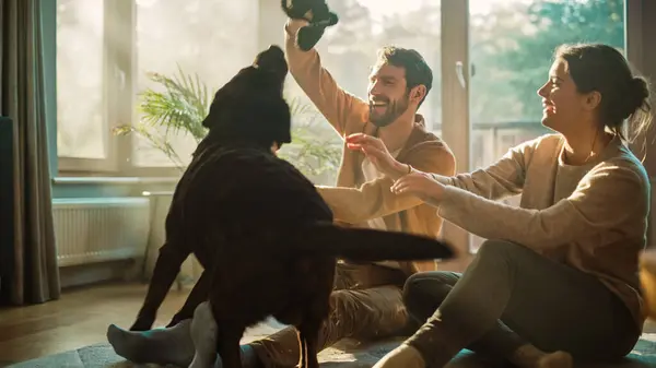 Thuis Happy Couple Play Met Hun Hond Prachtige Brown Labrador — Stockfoto