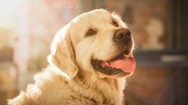 Sadık Golden Retriever Dog, Oturma Odasında Oturuyor, Kameraya Bakıyor. En Kaliteli Köpek Yetiştirme Şeceresi Zekasını ve Sevimliliğini Gösteriyor