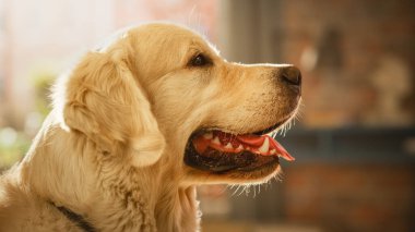 Yakışıklı bir Nobel Pedigree Golden Retriever Dog 'un portresi, Kameraya Bakar, Oturma Odasında Evde Eğlenir. Mutlu Köpek Yavrusu - İnsanların En İyisi