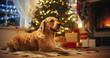 Tatlı Safkan Altın Avcı Kış Gecesinde İçerideki Sıcaklığın Tadını Çıkartıyor: Şöminenin yanında Köpek Dinleniyor Noel süsleri, Çelenkler