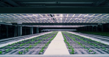 Modern Dikey Çiftlikte Kontrollü Çevre Tarımında Yeşiller Büyüyor. Hidrofonik Sistemli Otomatik Kapalı Bahçe Tesisi