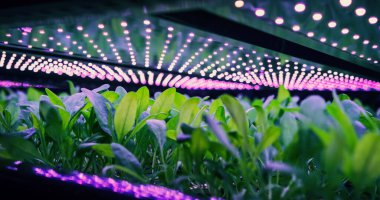 Hidroponik Sisteminde Yeşil Ispanak Büyüyen Dikey Tarım Rafı. LED Lambalar Ultraviyole Yapay Güneş Işığı üretiyor. Tarım Teknolojisi