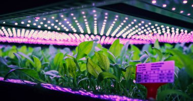 Hidroponik Sistemde Yeşil Ispanak Büyüyen Dikey Tarım Rafı. LED Lambalar Ultraviyole Yapay Güneş Işığı üretiyor. Tarım Teknolojisi