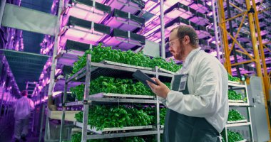 Tarım Bilimadamı Dikey Çiftlik Üretim Alanında Bir Salonda Yeni Yetiştirilmiş Bitkilerin Yanındaki Neon Işığı ile Duruyor. Hidrofonik