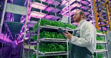 Tarım Bilimadamı Dikey Çiftlik Alanında Bir Salonda, Neon Işığı Taze Yetiştirilmiş Bitkilerin Yanındaki Rafta Duruyor. Hidrofonik Teknisyeni