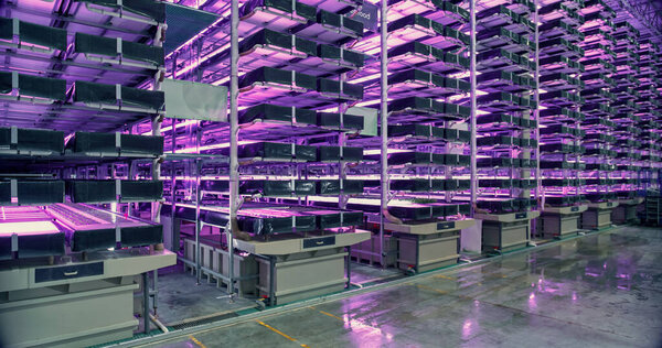 Vertical Farming Under UV Light. Racks with Vertically Stacked Layers of Green Crops Growing in a Hydroponics System. Modern Agriculture Technology