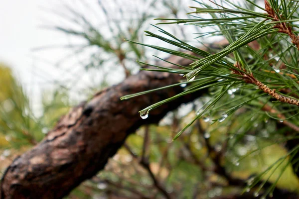 Raindrops Pine Needles — Stock Photo, Image