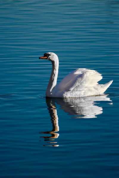 White swan reflected in turquoise water in sunset. Vertical shot
