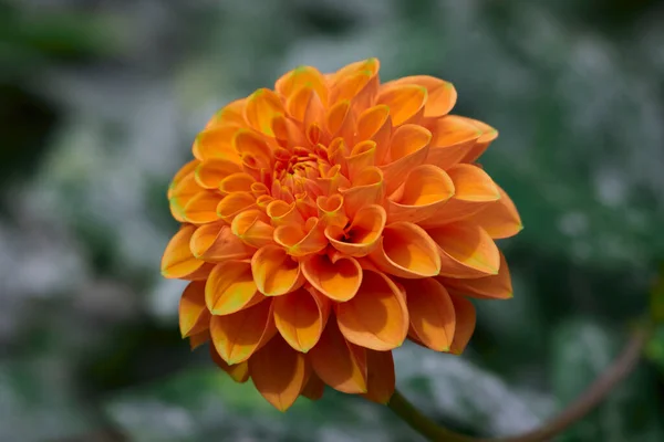 オレンジ色のダリアの花の閉鎖 — ストック写真