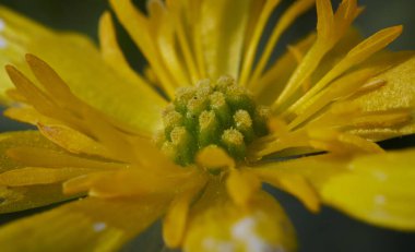 Sarı çiçeğin (Rannunculus acris) makrofotografı genellikle düğün çiçeği olarak adlandırılır.