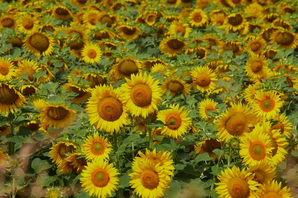 Sunflowers Waking Morning — Stock Photo, Image