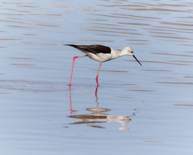 Durgun mavi suya yansıyan genel stil (Himantopus himantopus) kenar görünümü