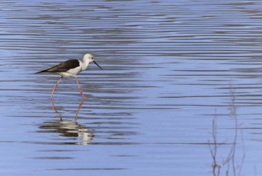 Durgun mavi suya yansıyan genel stil (Himantopus himantopus) kenar görünümü