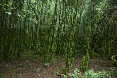 Yosunlu, sık orman. Ağaç gövdeleri tamamen yosun kaplı.