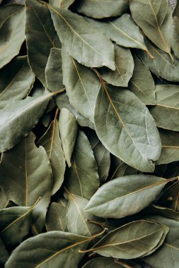 Arka plan bir defne yaprağı üst görünümü. Yeşil yaprak arkaplanı