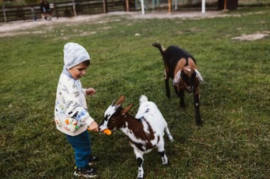 Hayvanat bahçesinde yavru keçilerle oynayan neşeli 3 yaşında bir çocuk. Çocukluk, keşfetme sevinci. Turizm, seyahat, insanlar ve doğa