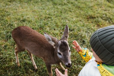 Sevinçli 3 yaşındaki bir çocuk, sevimli bir dağlık alanda, dost geyiklerle çevrili bir hayvanat bahçesinde koşuyor. Doğanın ahengi, çocukların neşesi, çocukluğu, keşiflerin neşesi. Turizm, seyahat, insanlar ve doğa