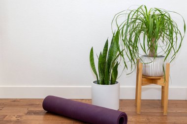At kuyruklu aygır ve yılan bitkisi beyaz duvarda yoga minderi olan beyaz seramik bir tencerede.
