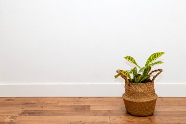 Beyaz duvarda yoga minderi olan Croton bitkisi.