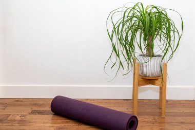 Beyaz duvarda yoga minderi olan beyaz seramik bir tencerede at kuyruğu Palm.
