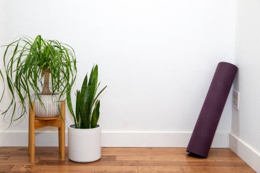 At kuyruklu aygır ve yılan bitkisi beyaz duvarda yoga minderi olan beyaz seramik bir tencerede.