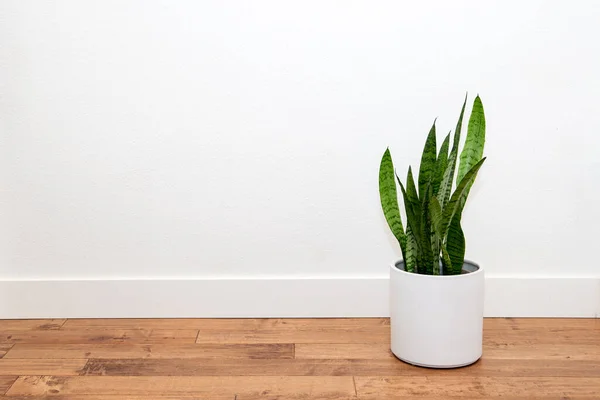 Schlangenpflanze Weißen Pflanzkübel Gegen Die Weiße Wand — Stockfoto