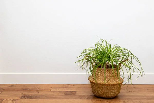 stock image Ponytail Palm Plant in  the basket planter against the white wall