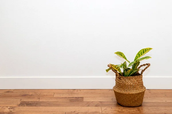 stock image Croton plant in the basket planter with yoga mat against the white wall