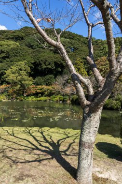 Gölet Japonya 'nın Beppu kentindeki Umijigoku' da zambaklar ve Victoria Amazonica ile doluydu.