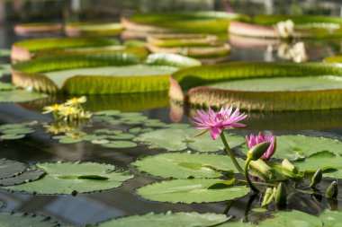 Japonya 'nın Beppu kentindeki Umijigoku' da Nilüfer ve Victoria Amazonica.