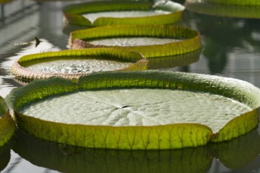 Beppu, Japonya 'daki Umijigoku' da Victoria Amazonica
