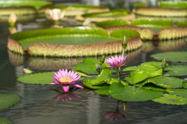 Japonya 'nın Beppu kentindeki Umijigoku' da Nilüfer ve Victoria Amazonica.