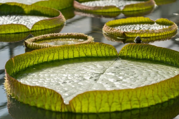 Beppu, Japonya 'daki Umijigoku' da Victoria Amazonica