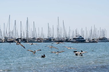 Santa Barbara Limanı 'ndaki pelikanlar.