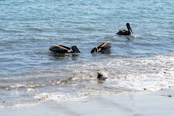 Pelicans Santa Barbara Harbor — Stock Photo, Image