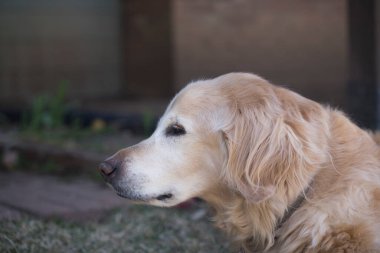 Kıdemli erkek Golden Retriever dışarıda olmanın keyfini çıkarıyor.