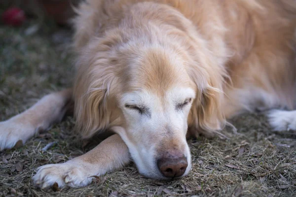 Senior Golden Retriever Sleeping Dog Bed — Stock Photo, Image