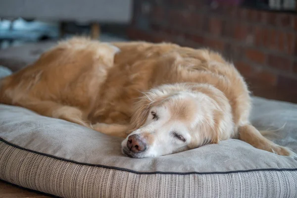 Senior Golden Retriever Durmiendo Una Cama Perro — Foto de Stock