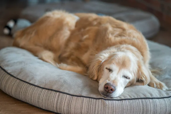 Senior Golden Retriever Schläft Auf Hundebett Stockbild
