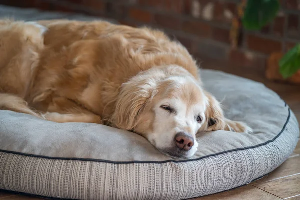 Senior Golden Retriever Schläft Auf Hundebett lizenzfreie Stockfotos