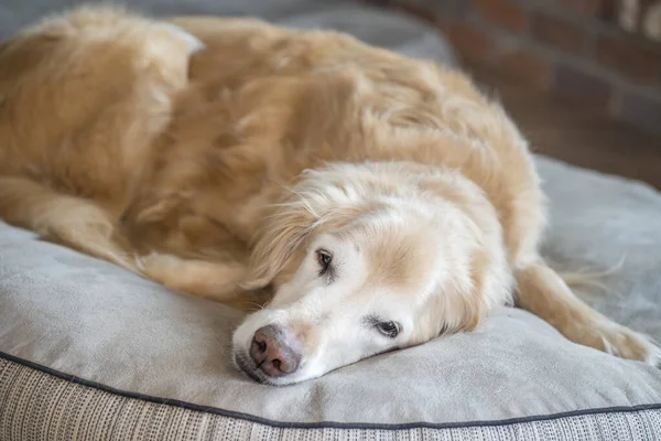 高级金毛猎犬躺在狗床上休息 图库照片