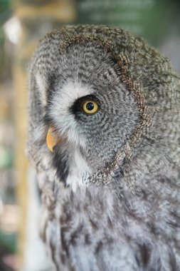 Büyük Gri Baykuşun Yakın Çekimi