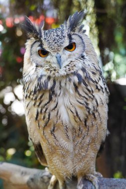 Dalda oturan Hint Kartal Baykuşunun yakın çekimi