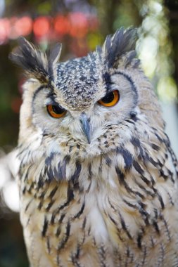 Dalda oturan Hint Kartal Baykuşunun yakın çekimi