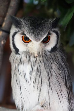 Dalın üzerinde oturan Beyaz Yüzlü Baykuşun yakın çekimi