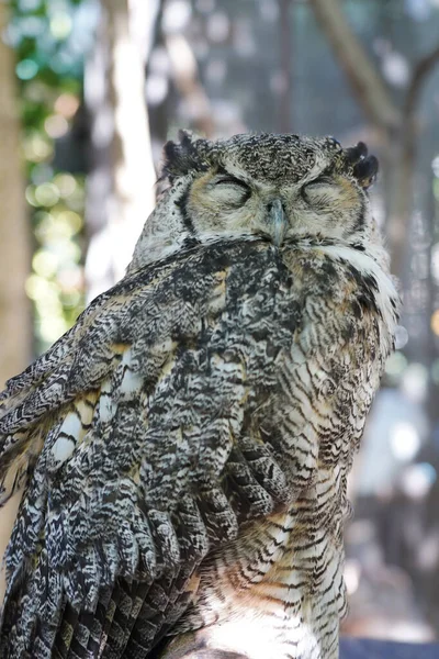 Närbild Horned Owl Sitter Grenen — Stockfoto