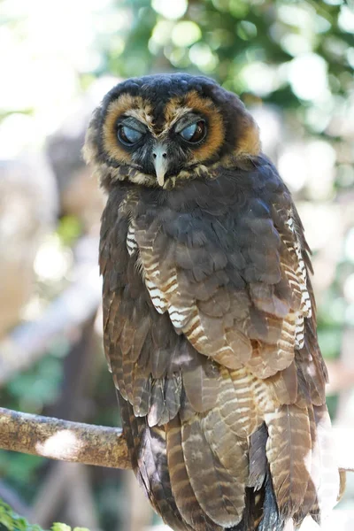 Close Brown Wood Owl Sitting Branch — Stock Photo, Image
